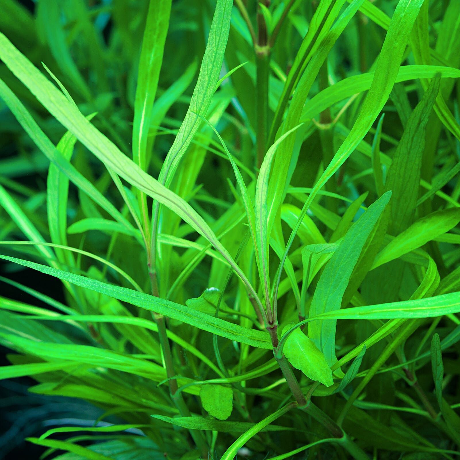 Hygrophila costata | Aquasabi - Aquascaping Shop