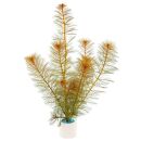 Myriophyllum tuberculatum