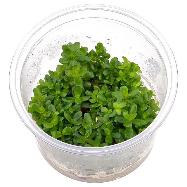 Rotala indica