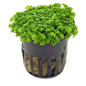 Aquasabi - All about Aquascaping | Aquasabi - Aquascaping Shop