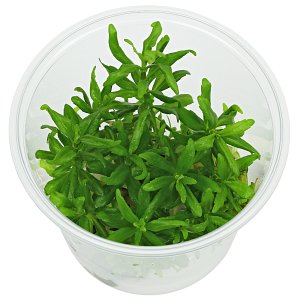 Aquasabi - All about Aquascaping | Aquasabi - Aquascaping Shop